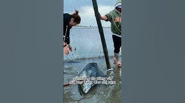 Bao đăng ở Vũng Tàu: Cách đặt chỗ bao đăng như thế nào? #baođăngvũngtàu  #mòcuabắtốctv