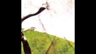 Supergroove - Sitting Inside My Head