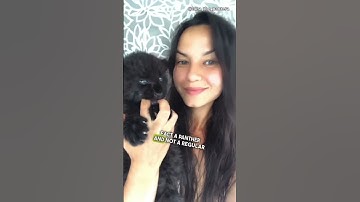 She Thought It Was A Cat 😳 (@Lunathepantera)