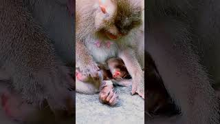 Welcome to the new monkeys just 4 day old. meata baby so cute #monkey
