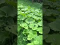 🍃🍃Die Pestwurz: Zwischen Natur und Medizin #wood #garten #nature #forest #migräne #garden
