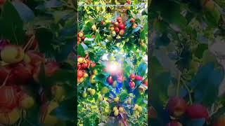 Harvesting Fresh Fruits#health|Chinese date