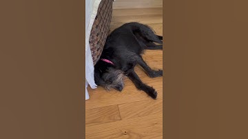 Thumbnail of DOG SLEEPING