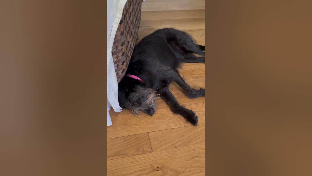 DOG SLEEPING