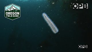 Strange creatures are showing up by the millions along the coast | Pyrosomes | Oregon Field Guide by Oregon Public Broadcasting 220,795 views 1 month ago 4 minutes, 16 seconds