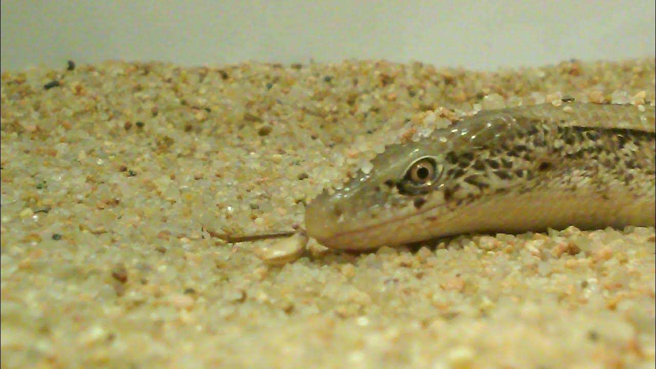 (Part 1) Larry the LEGLESS LIZARD not eating a (freeze dried cricket