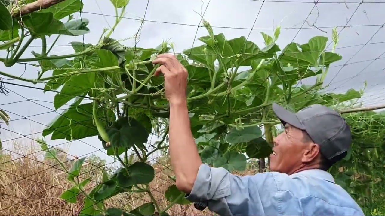    Đi cắt đọt bầu .mùa bầu Thắng 8 năm 2025