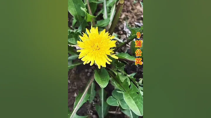 农村15种草药，你都认识吗？ - 天天要闻