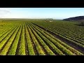 Agricultural Practices in Puerto Rico