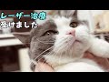 まっすぐ歩けないバンビと出血したビビを病院へ連れて行った結果 687話