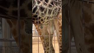 The G Raf Is Packinganimalszoogiraffethailandbiggbossfunfypfypadventureexplorelife