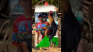 Download Lagu warna yang cantik #ayamberkualitas #hobiayam #roosterfarm #aseelmurga MP3