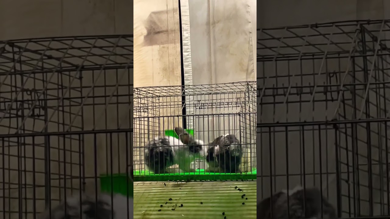 Cute rabbits #rabbit #rabbitlifestyle #cute #pet #animals #arnab #videos #recommended #cuteanimal