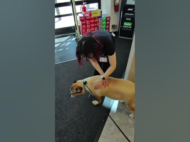 Doggy rizz 💀 ft OBI #rizz #extrovert #pets #animals #girl #public #pov #funny