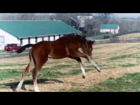 Rachel Alexandra as a foal!