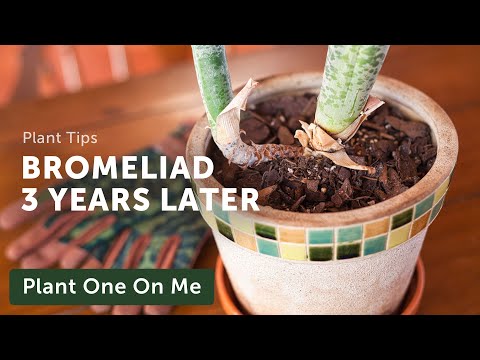 REPOTTING a BROMELIAD After 3 YEARS — Ep. 251