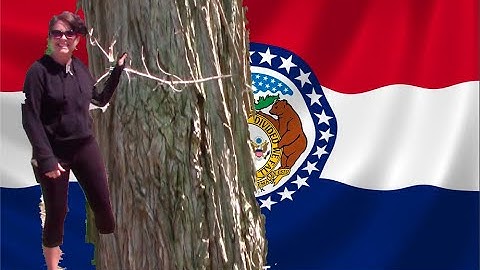 THE 2ND OLDEST TREE IN MISSOURI!