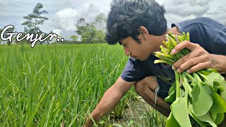 Suami Panen genjer yang bertebaran di sela padi, masak genjer terasi dan ikan sisik balut daun talas