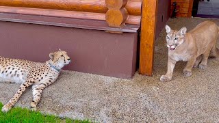 Cheetah Gerd didn't chase Messi for the first time! Are they in a quarrel?