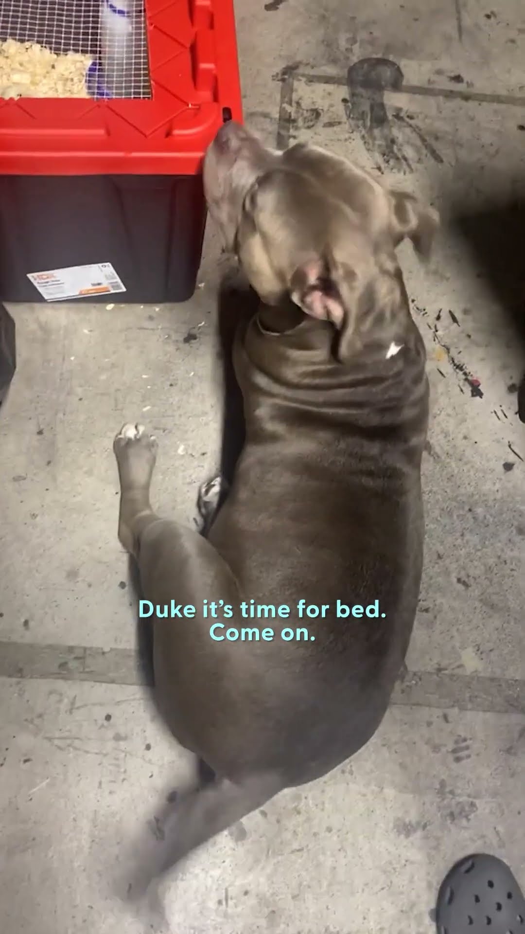 Pit Bull Reunites With Chickens He Raised As Babies | The Dodo