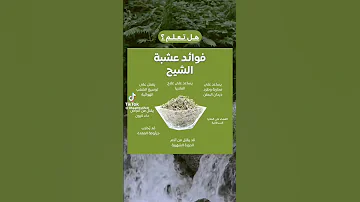 فوائد عشبة الشيح نصائح معلومات نصائح وإرشادات مجانية التداوي بالاعشاب 