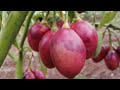 Tips On Marketing Tree Tomatoes All You Need To Know Tree Tomato Farming In Kenya Tips On Marketing Tree Tomatoes All You Need To Know Tree Tomato Farming In Kenya