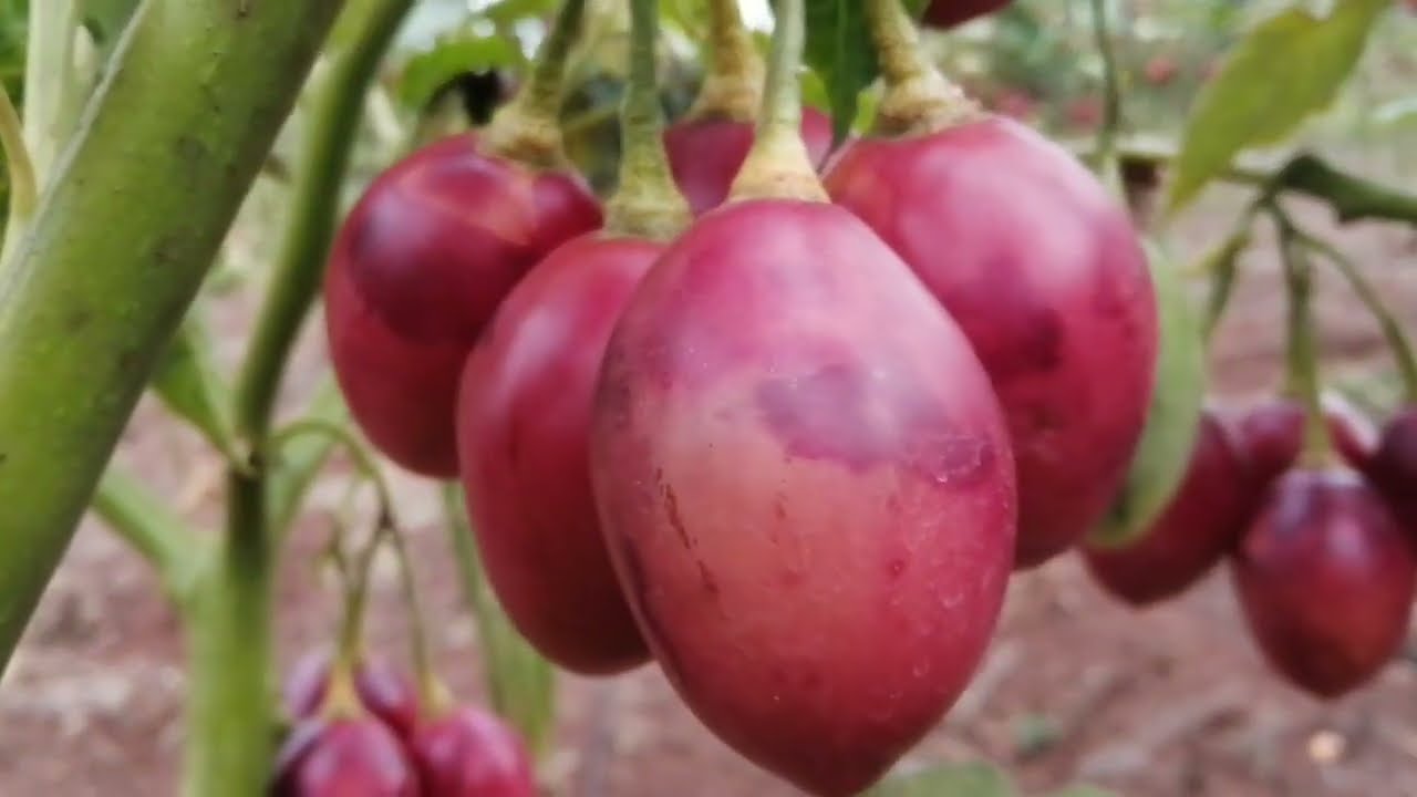 Tips on marketing tree tomatoes all you need to know Tree tomato