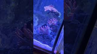 Bubble tip anemone hosting damselfish #BTA #saltwateraquarium #reeflife #reeftank #damselfish Bubble tip anemone hosting damselfish #BTA #saltwateraquarium #reeflife #reeftank #damselfish
