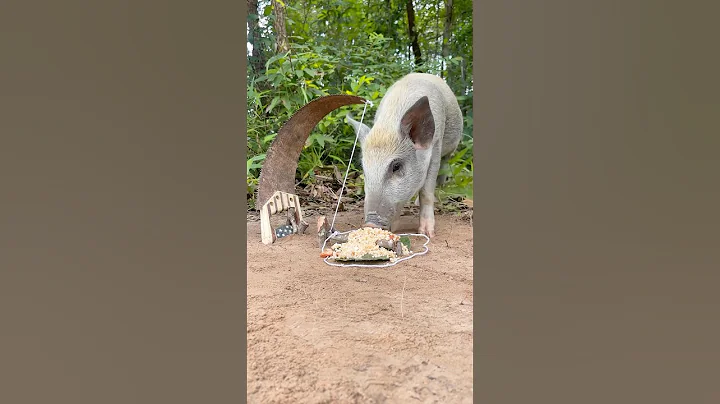 Amazing Quick Powerful Wild Pig Trap Make Using Hand Saw Working 100% #shortvideo #shorts #camping