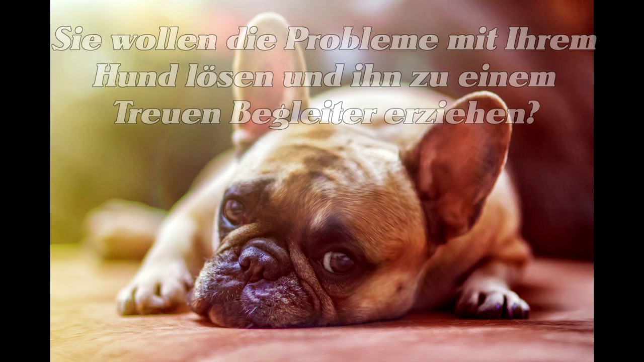 Hund will nicht trinken YouTube