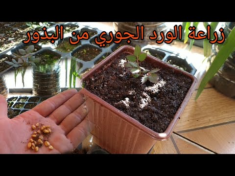 فيديو: Cineraria داخلي (44 صورة): تنمو من البذور في المنزل ، وترعى زهرة. كيف يتم جمع البذور؟ الملاءمة الصحيحة