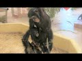 カズミと6か月のヨツバ ちゃん 80 Kazumi &amp; baby Yotsuba 6 month  Chimpanzees