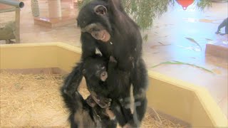 カズミと6か月のヨツバ ちゃん 80 Kazumi &amp; baby Yotsuba 6 month  Chimpanzees