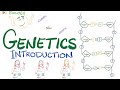 Introduction to genetics  biology