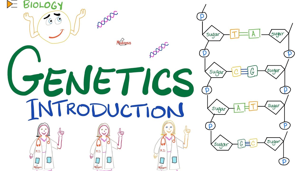 assignment 1.1 introduction to genetics