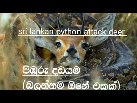 Sri lankan python molurus attack deer|පිඹුරු දඩයම |WILD SURA