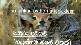 Sri lankan python molurus attack deer|පිඹුරු දඩයම |WILD SURA