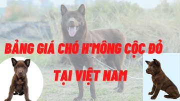 Bảng giá chó H