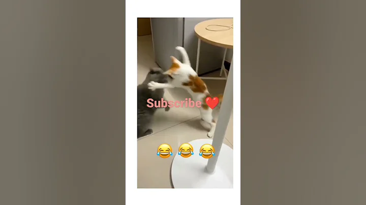 Video 4923531: cat kittycat cute, cat kittycat funny, best cat animal cute