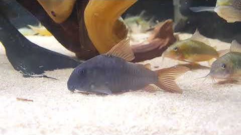 corydoras concolor