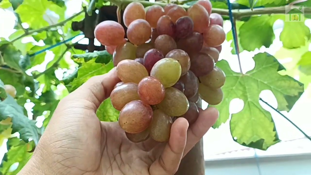 UPDATE kondisi kebun anggur terbaru dan Edisi HARGA BIBIT (PROMO + BONUS)