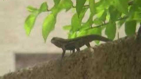 Funny Lizard