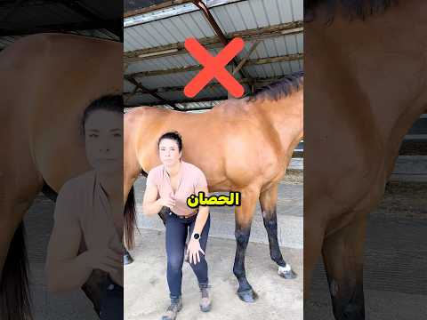 الطريقة الصحيحة للتعامل مع الحصان