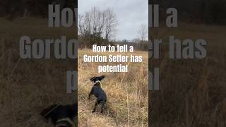 Gordon setter puppy flushes #quail l