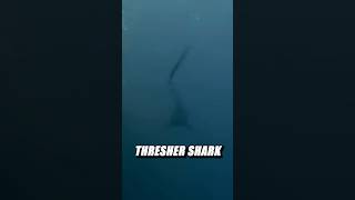 Which shark is better? Take your votes!