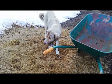 Ölen yavrusunu kendisi gömen köpek, duygulandırdı