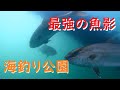 【水中映像】海釣り公園で信じられない大物&魚群が!