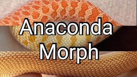 Introduction to the Co-Dominant Anaconda morph, Western Hognose