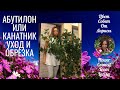 АБУТИЛОН ОБРЕЗКА И УХОД В ДОМАШНИХ УСЛОВИЯХ 4К 💮