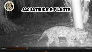 Jaguatirica e filhote